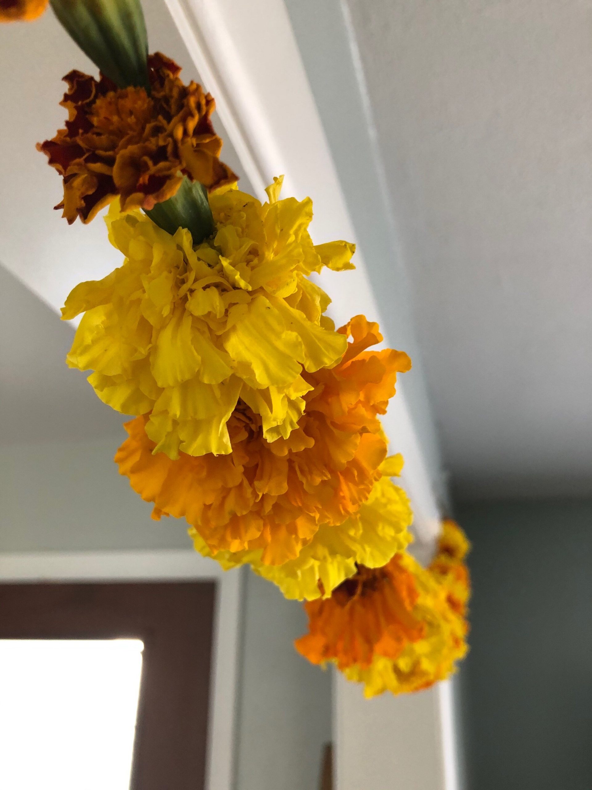 How to Start Marigold from Dried Flowers