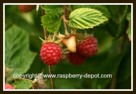 How to Start Raspberry Seeds