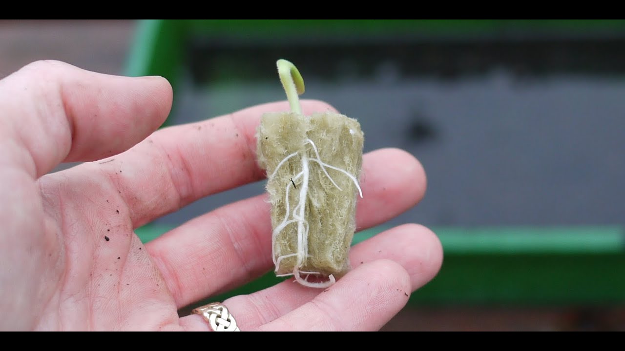 How to Start Seedlings in Rockwool