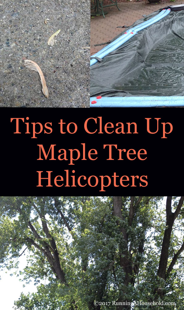 How to Sterilize a Maple Tree