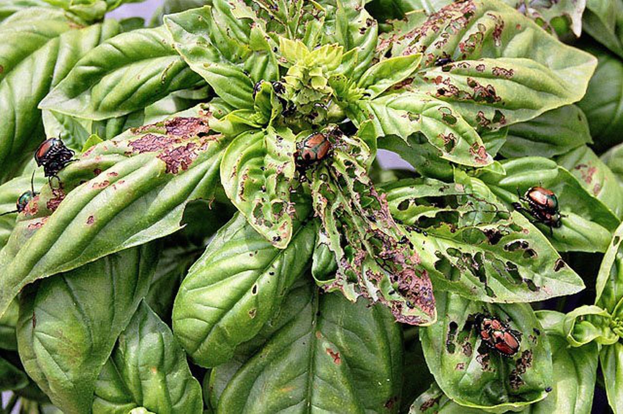 How to Stop Beetles from Eating Basil