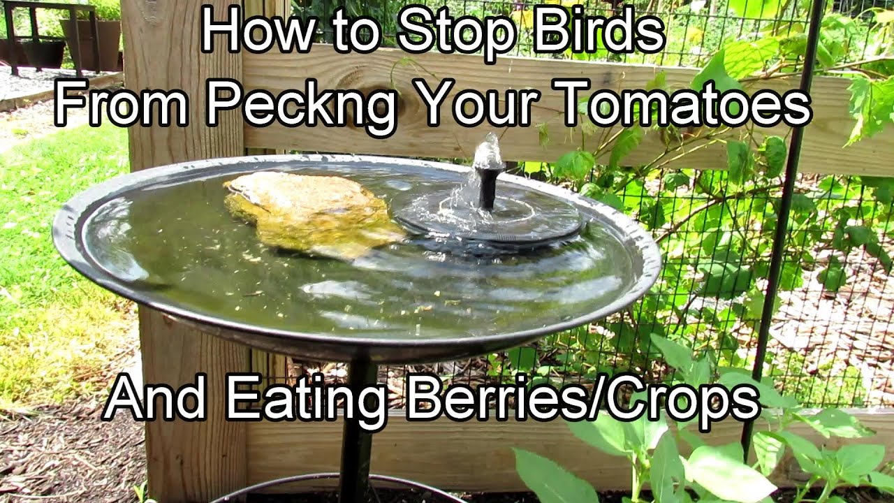 How to Stop Birds from Eating Tomato Plants