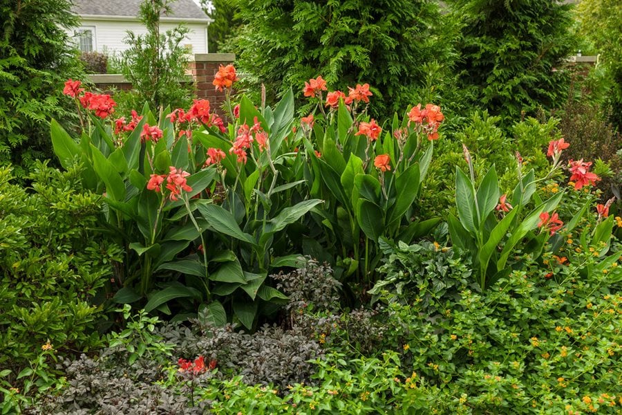 How to Stop Canna Lilies from Spreading