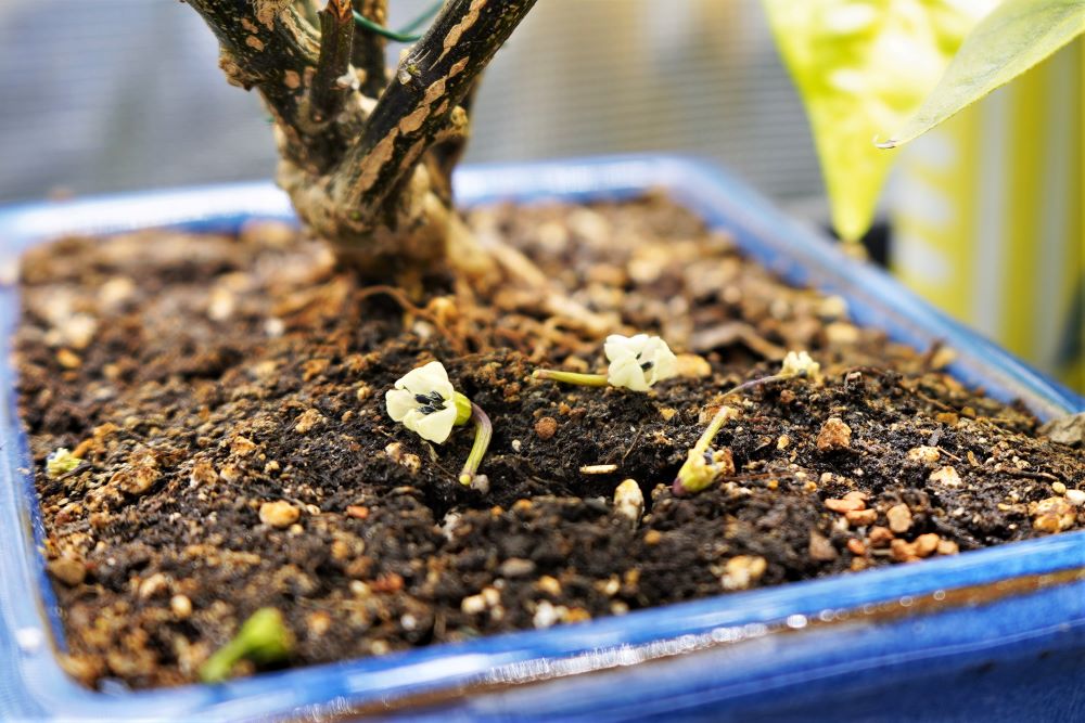 How to Stop Pepper Flowers Falling off