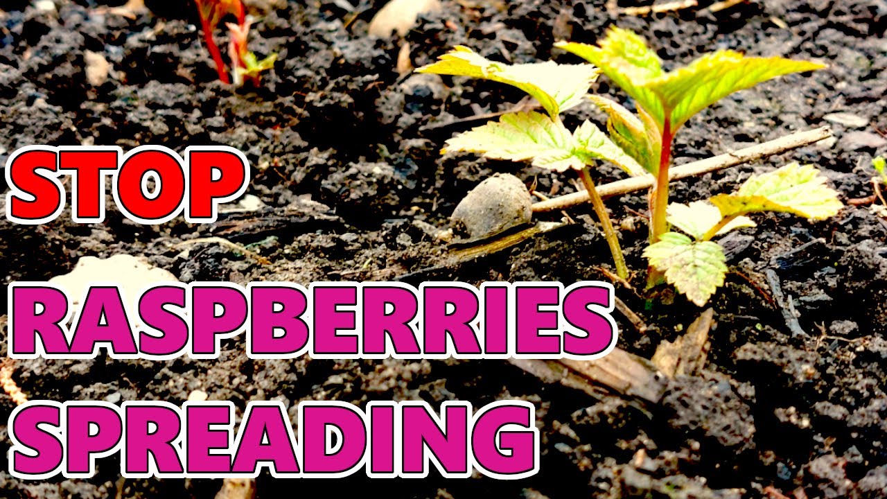 How to Stop Raspberries from Spreading