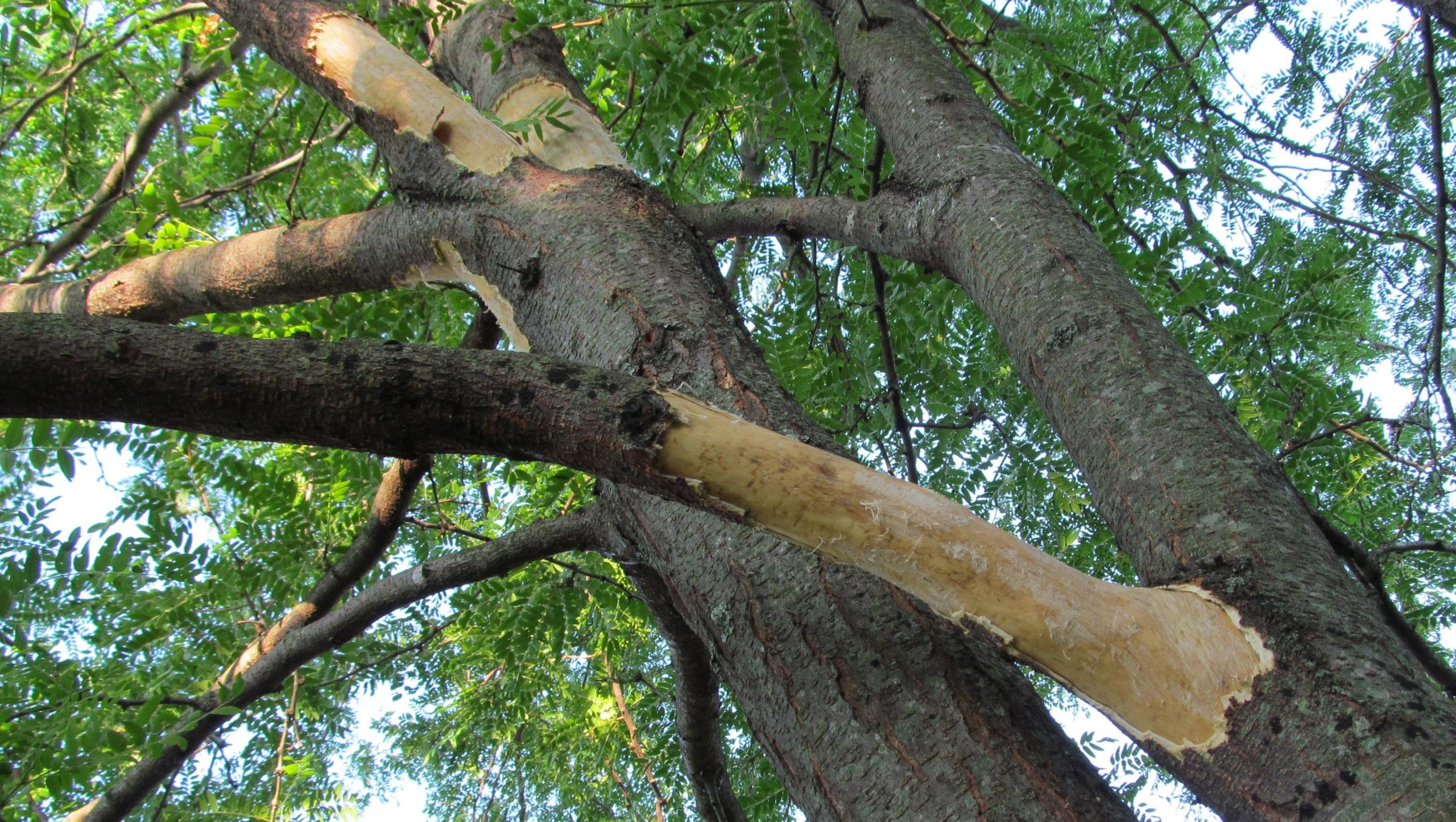 How to Stop Squirrels from Chewing on Tree Branches