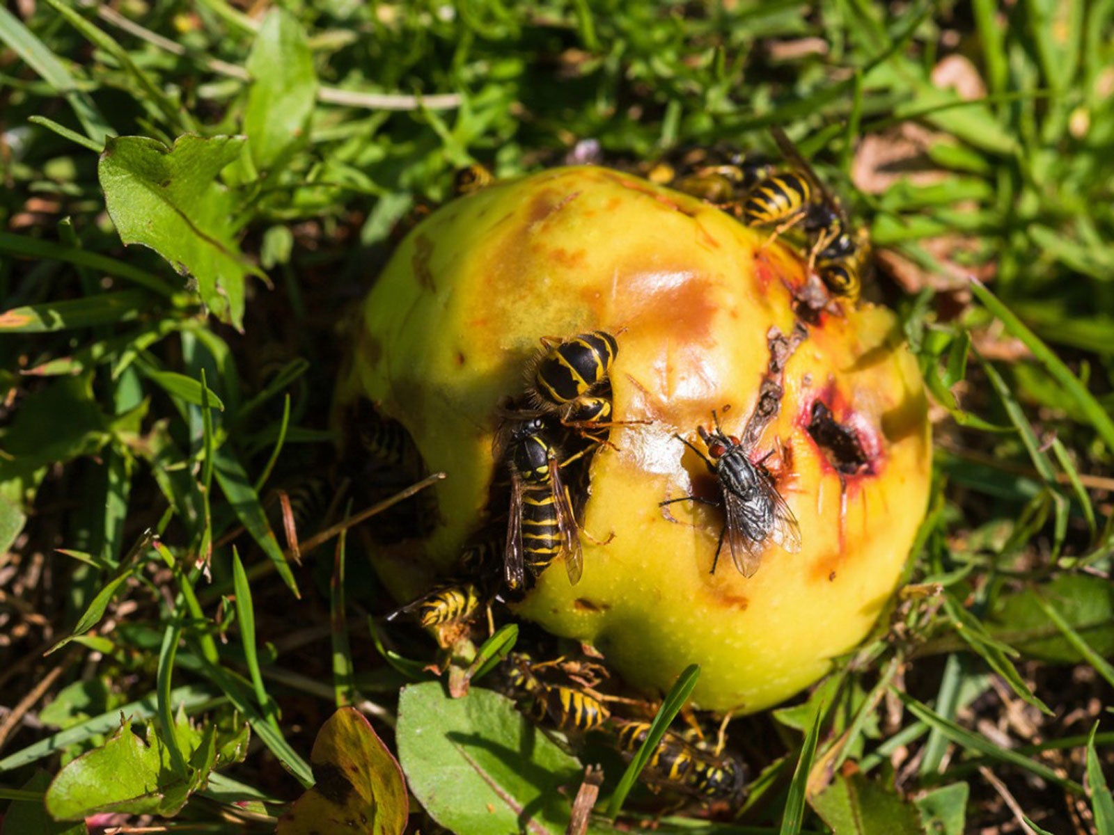 How to Stop Wasps Attacking Fruit Trees