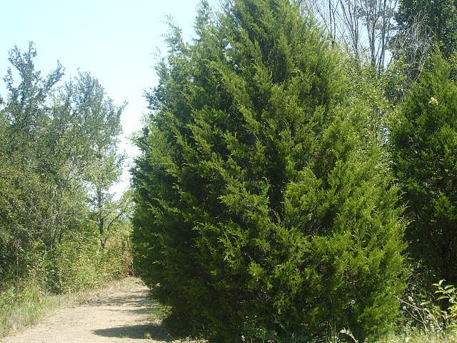 How to Take Care of a Cedar Tree