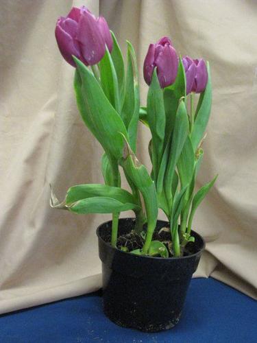 How to Take Care of Store Bought Potted Tulips