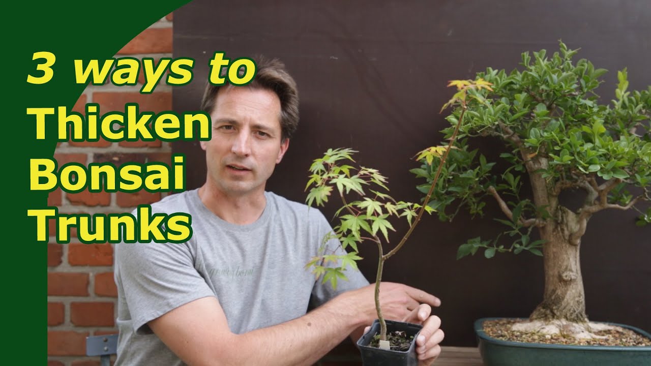 How to Thicken Bonsai Trunk