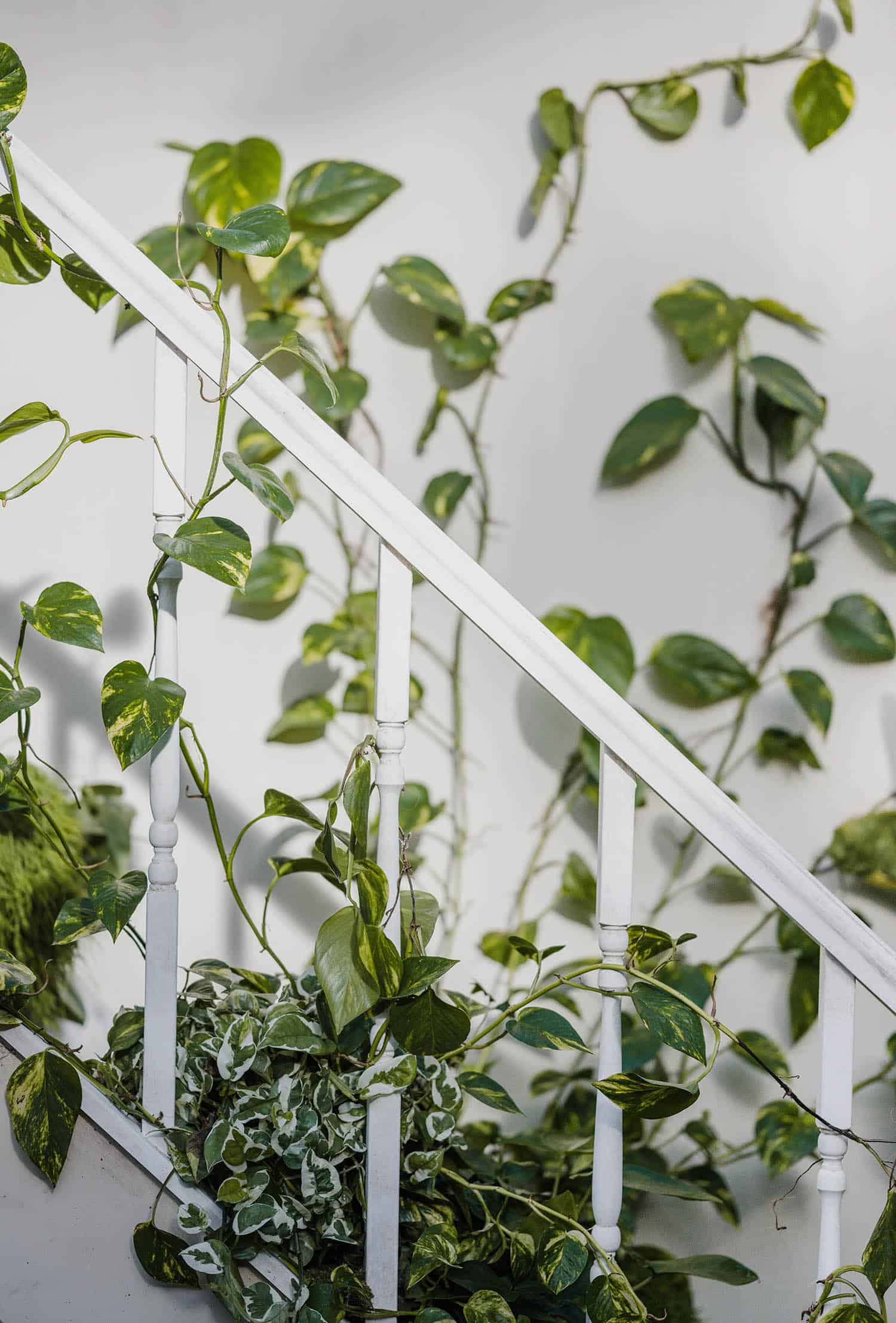 How to Train Pothos to Climb