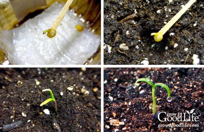 How to Transfer Germinated Seeds to Soil