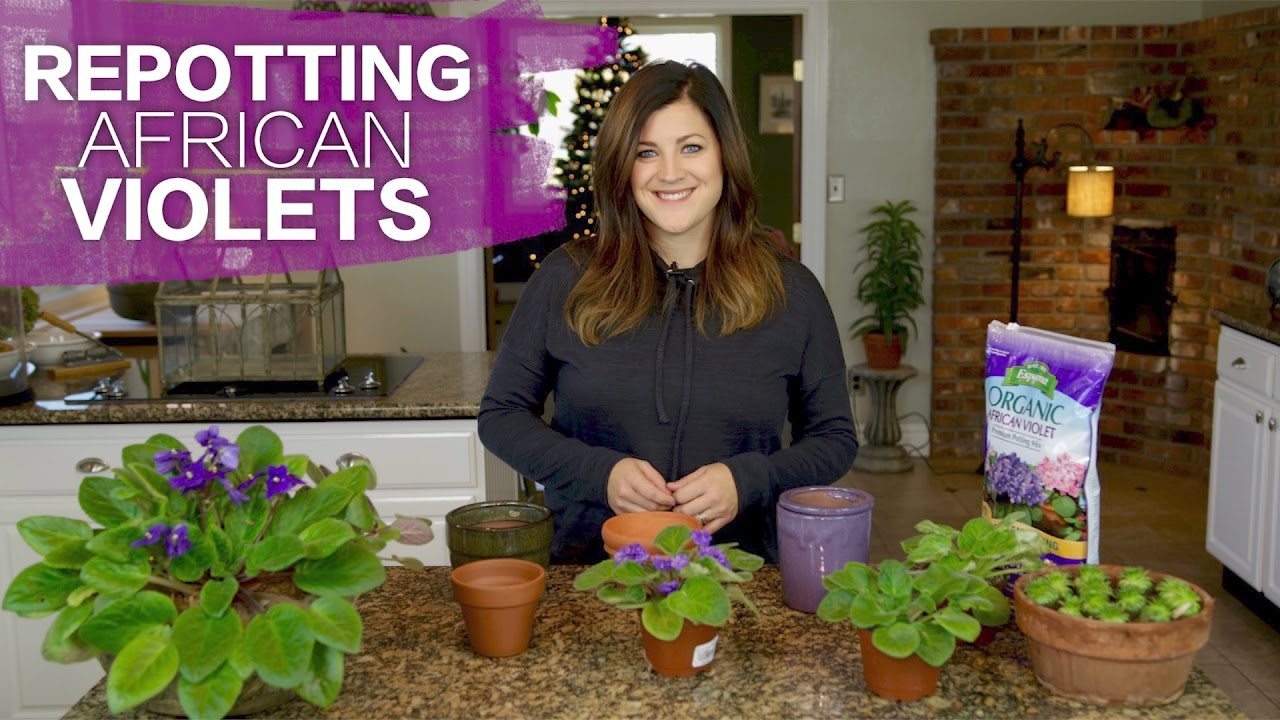 How to Transplant African Violets