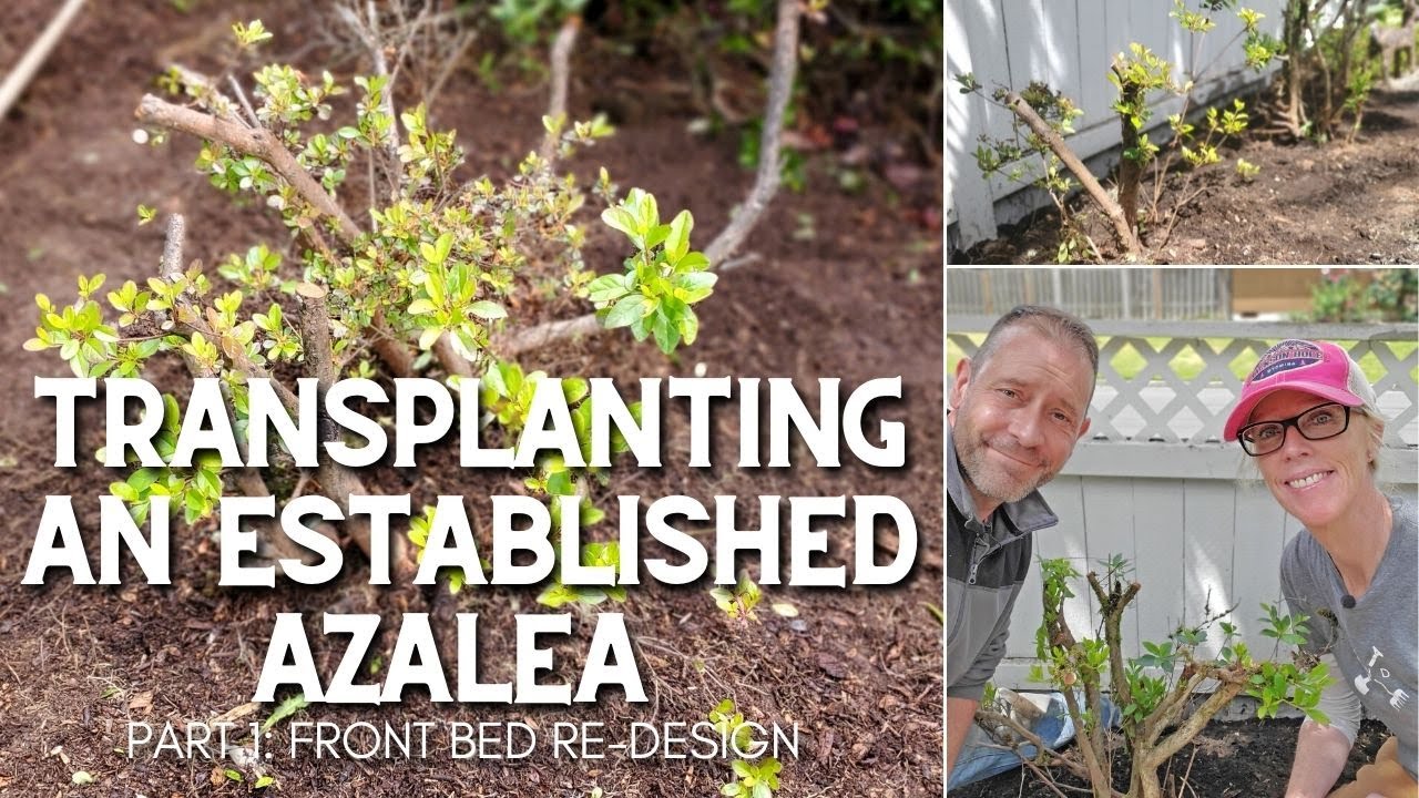 How to Transplant Azalea