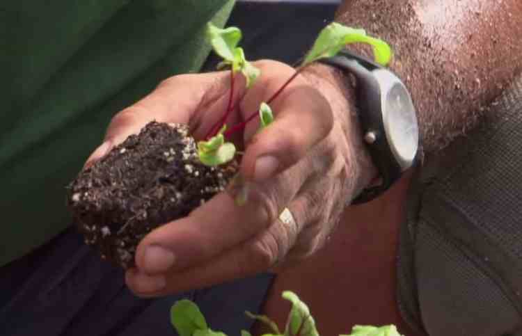 How to Transplant Beets