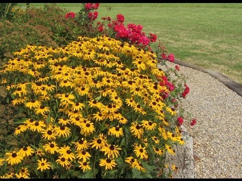 How to Transplant Black Eyed Susan