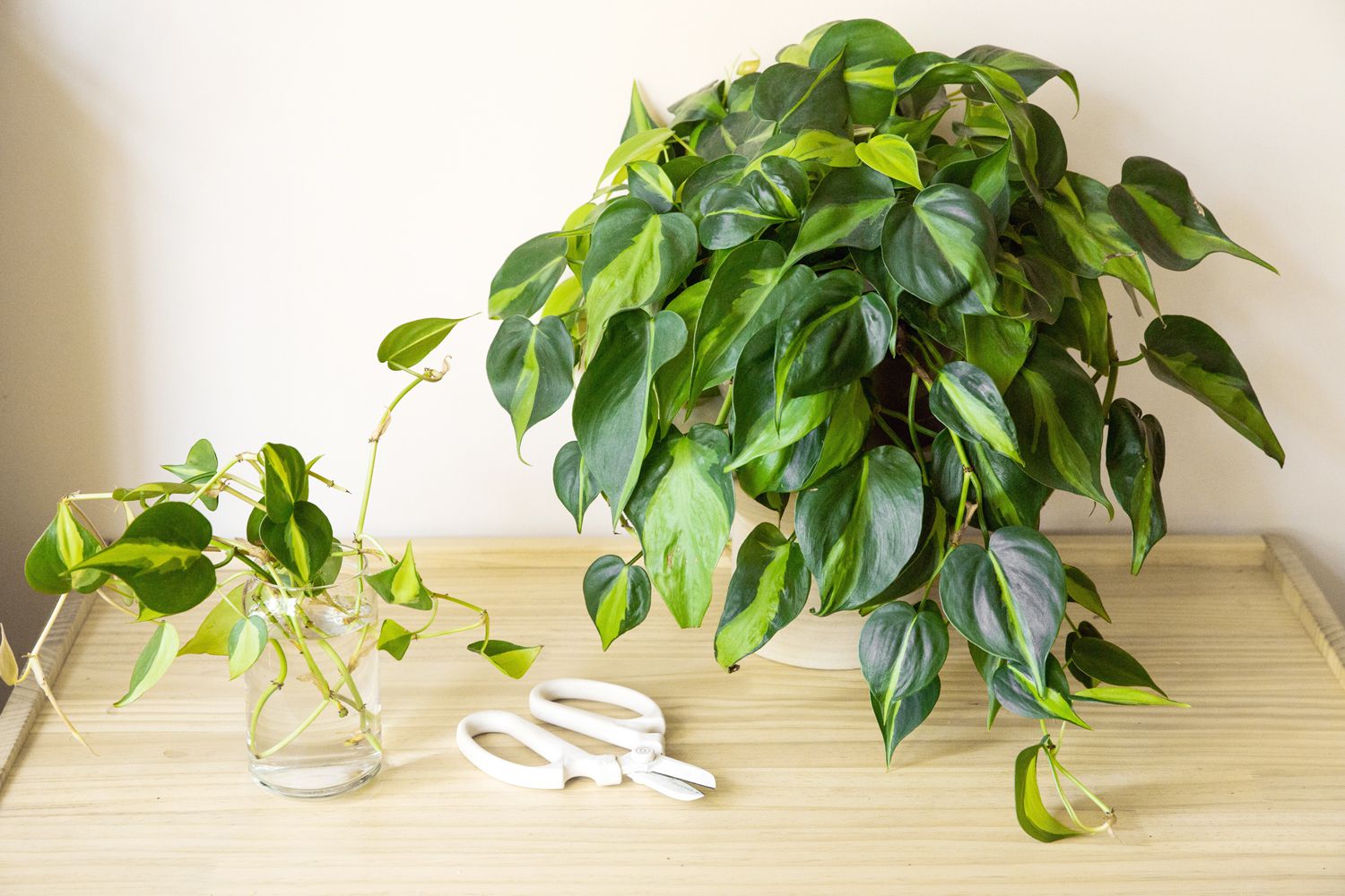 How to Transplant Brasil Philodendron