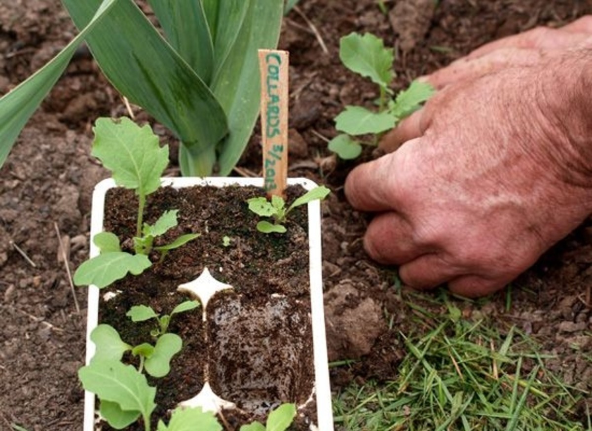 How to Transplant Cabbage