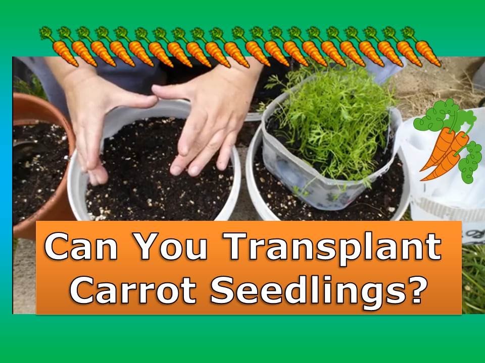 How to Transplant Carrot Seedlings