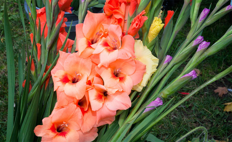 How to Transplant Gladiolus