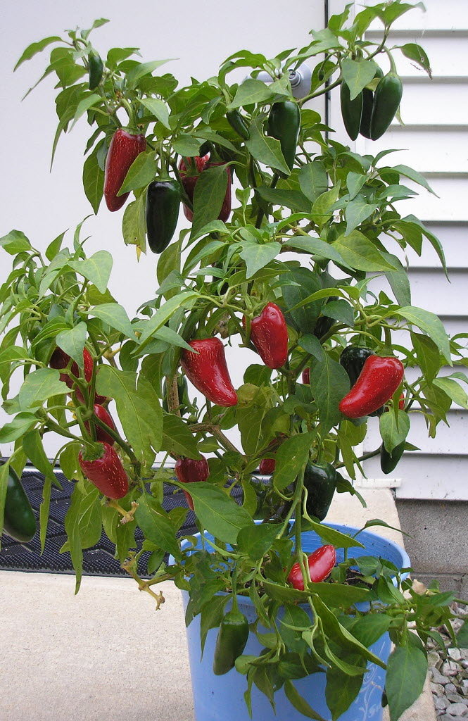 How to Transplant Jalapeno Plants Indoor