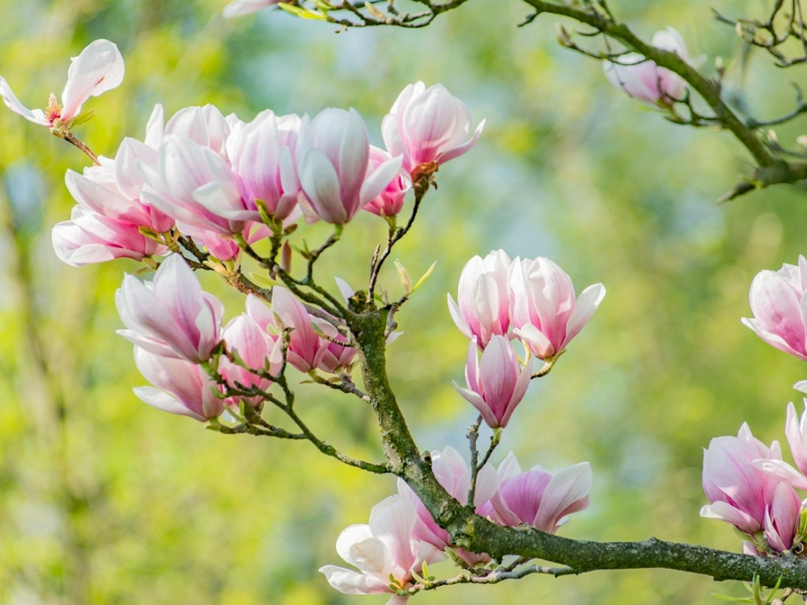 How to Transplant Japanese Magnolia