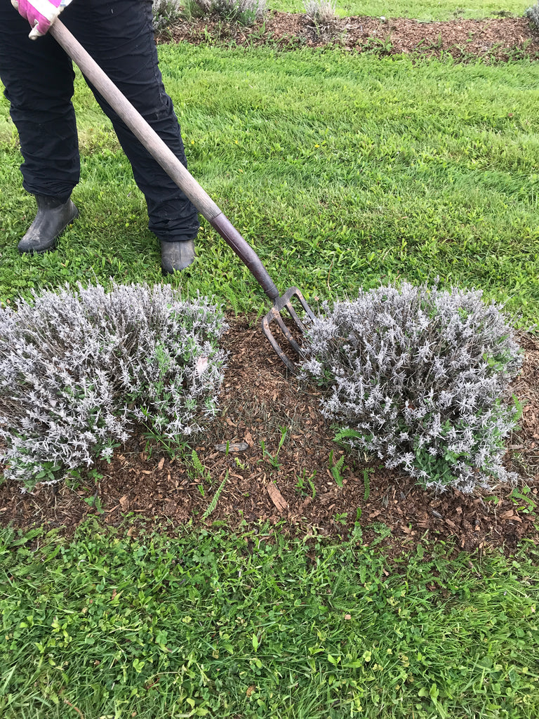 How to Transplant Lavender