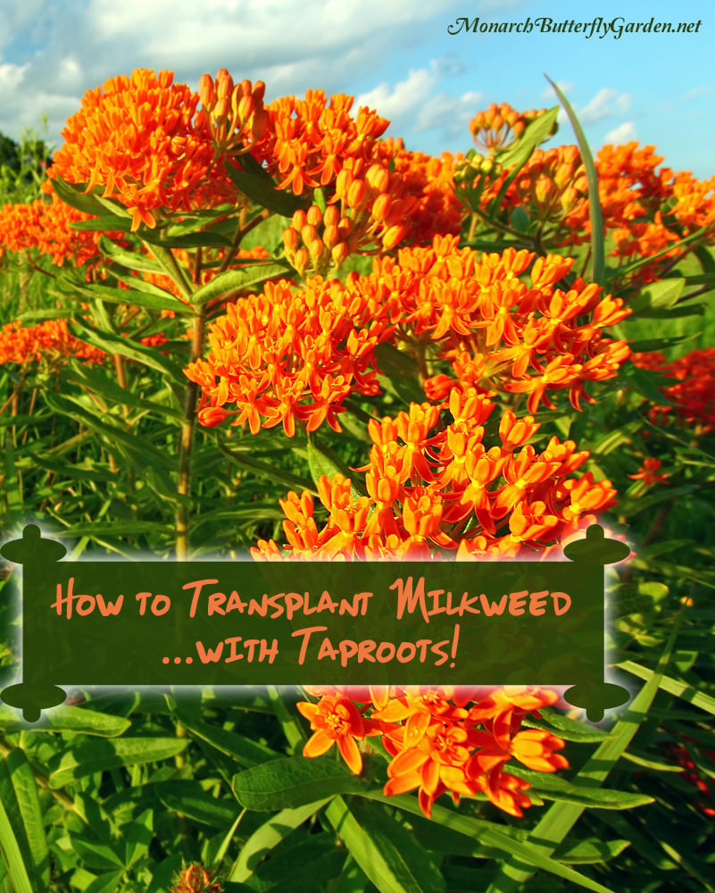 How to Transplant Milkweed