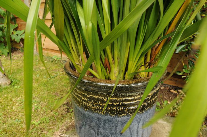 How to Transplant Orchids Cymbidium