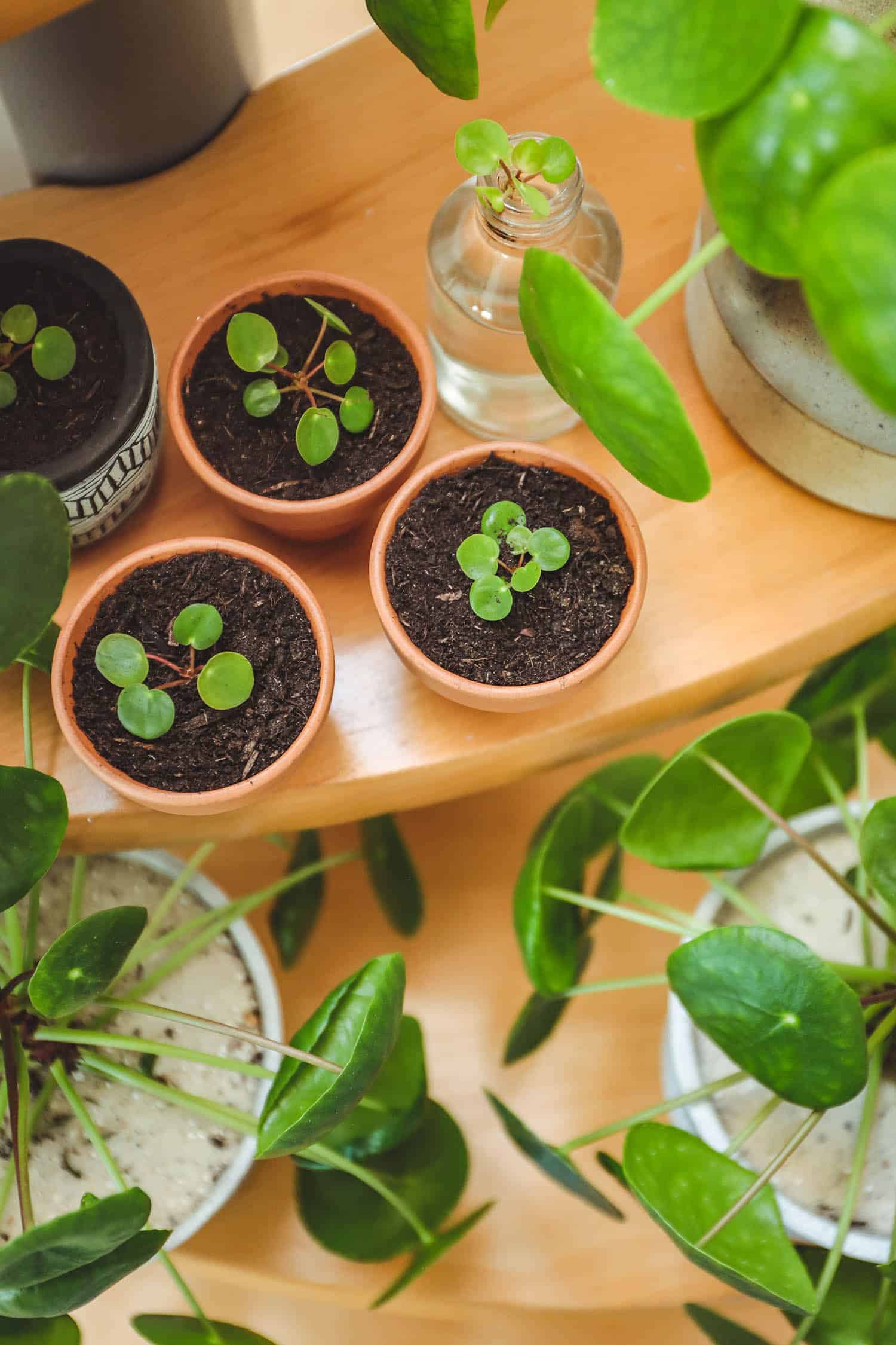 How to Transplant Pilea Peperomia