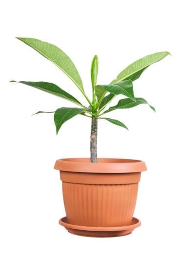 How to Transplant Plumeria