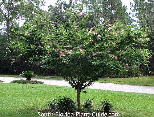 How to Transplant Powder Puff Plant