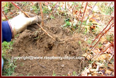 How to Transplant Raspberry Bushes