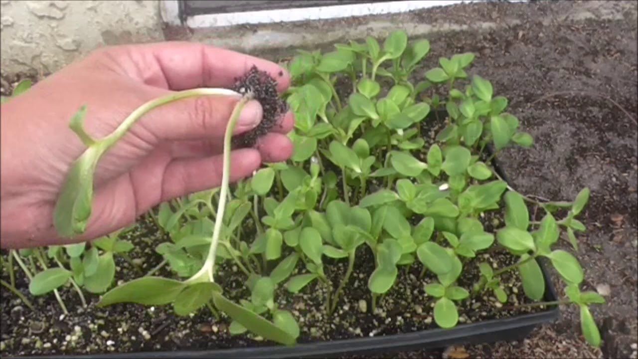 How to Transplant Sunflower Seedlings