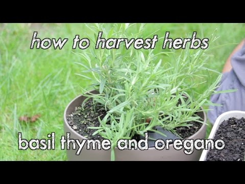 How to Transplant Thyme Without Killing the Plant