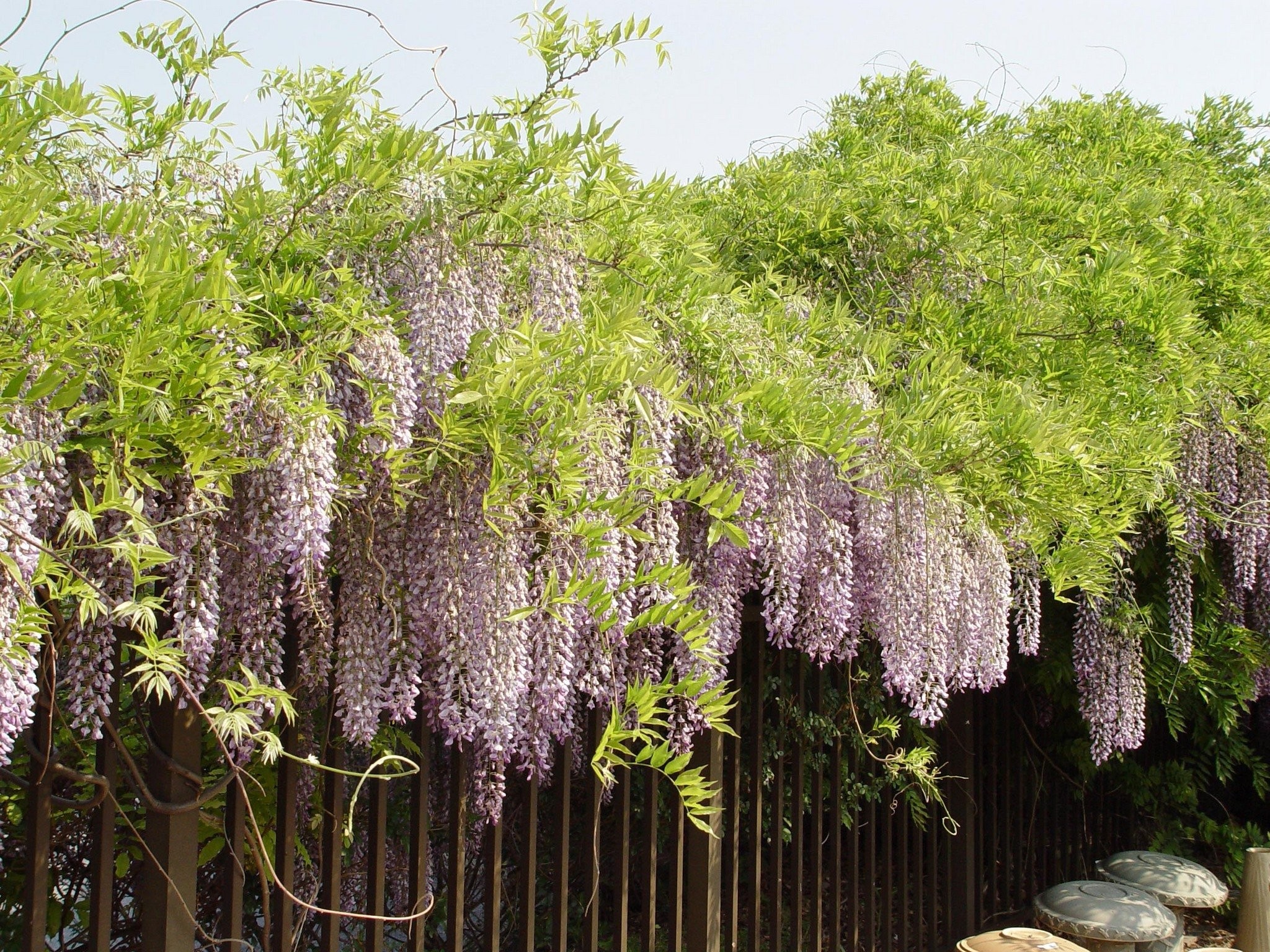 How to Transplant Wisteria