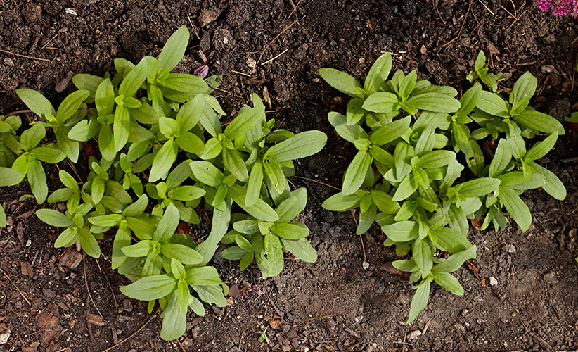 How to Transplant Zinnias