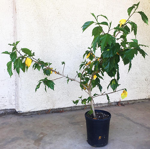 How to Treat a Stressed Hibiscus