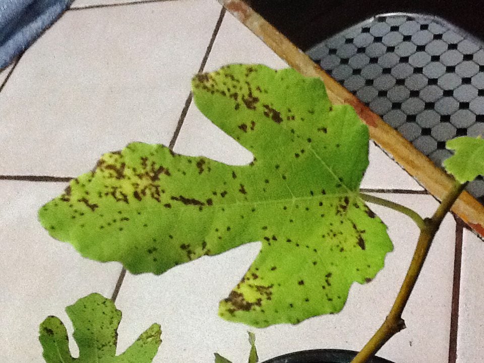 How to Treat Brown Spots on Fig Leaves