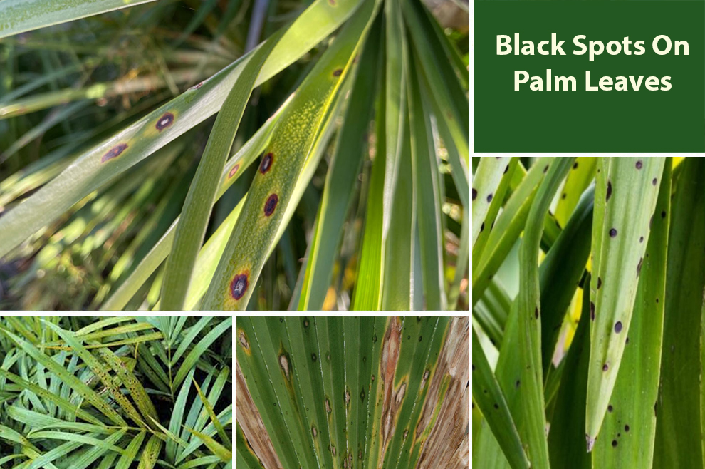 How to Treat Brown Spots on Palm Leaves