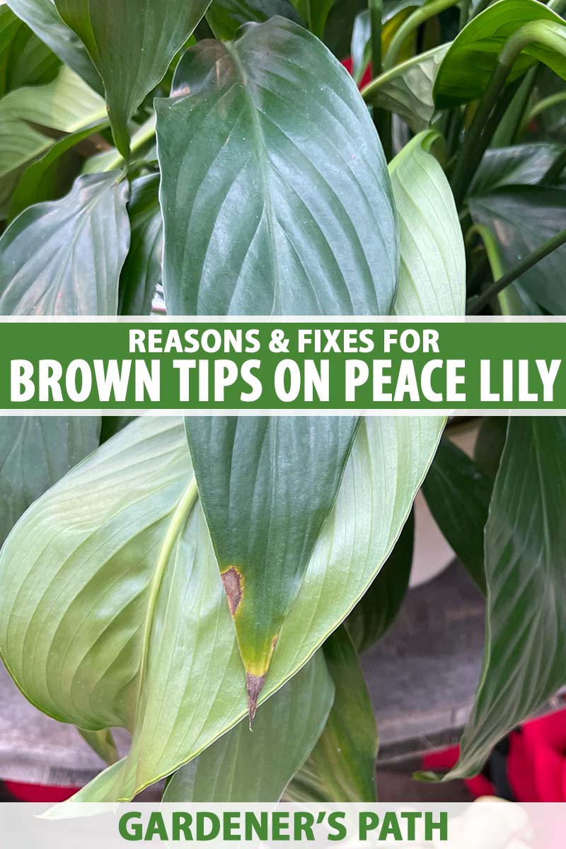 How to Treat Brown Tips on Peace Lily