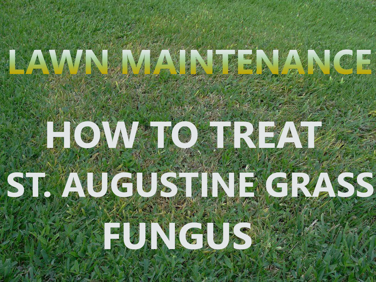 How to Treat Fungus in St Augustine Grass