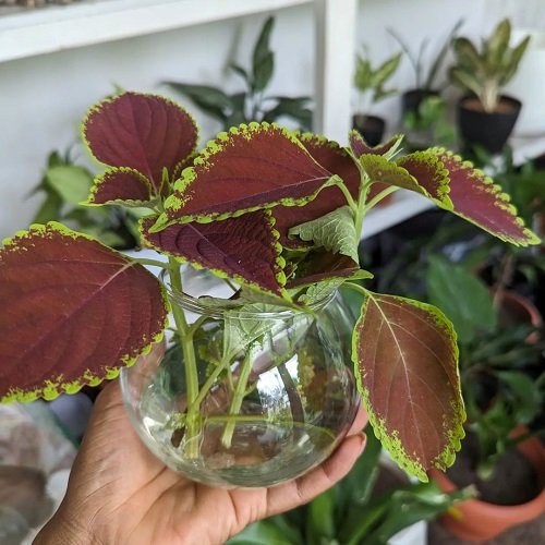 How to Treat Holes in Coleus Leaves