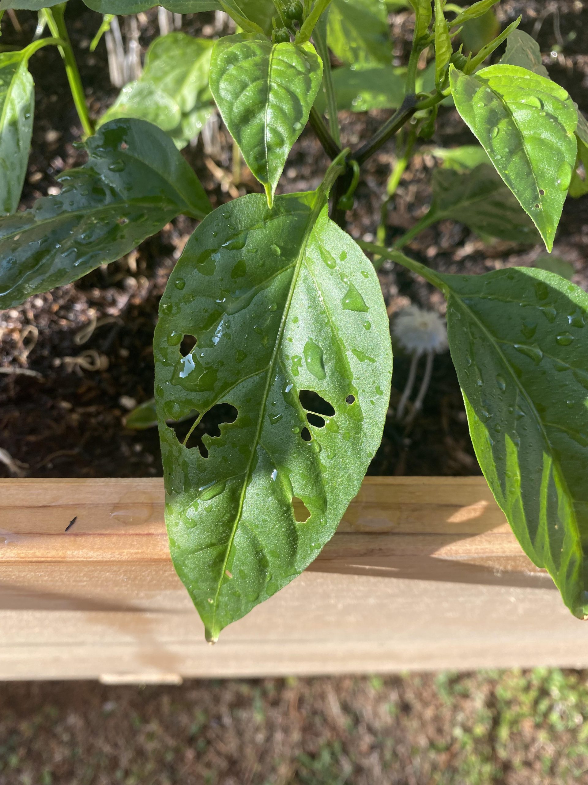 How to Treat Holes in Pepper Plant Leaves