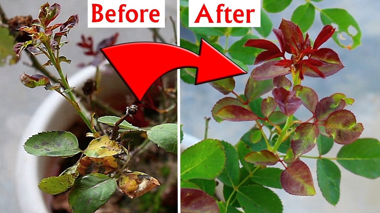 How to Treat Leaf Curl on Roses