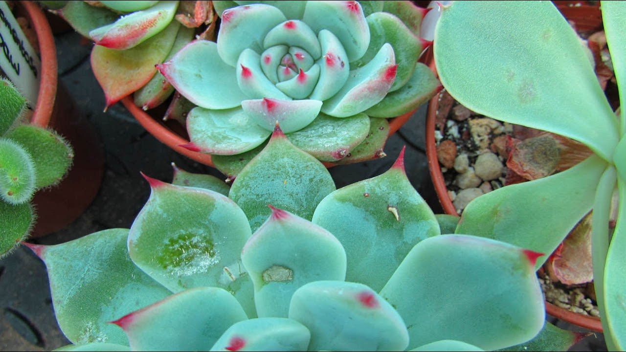 How to Treat Powdery Mildew on Succulents