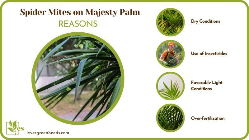 How to Treat Spider Mites on Majesty Palm