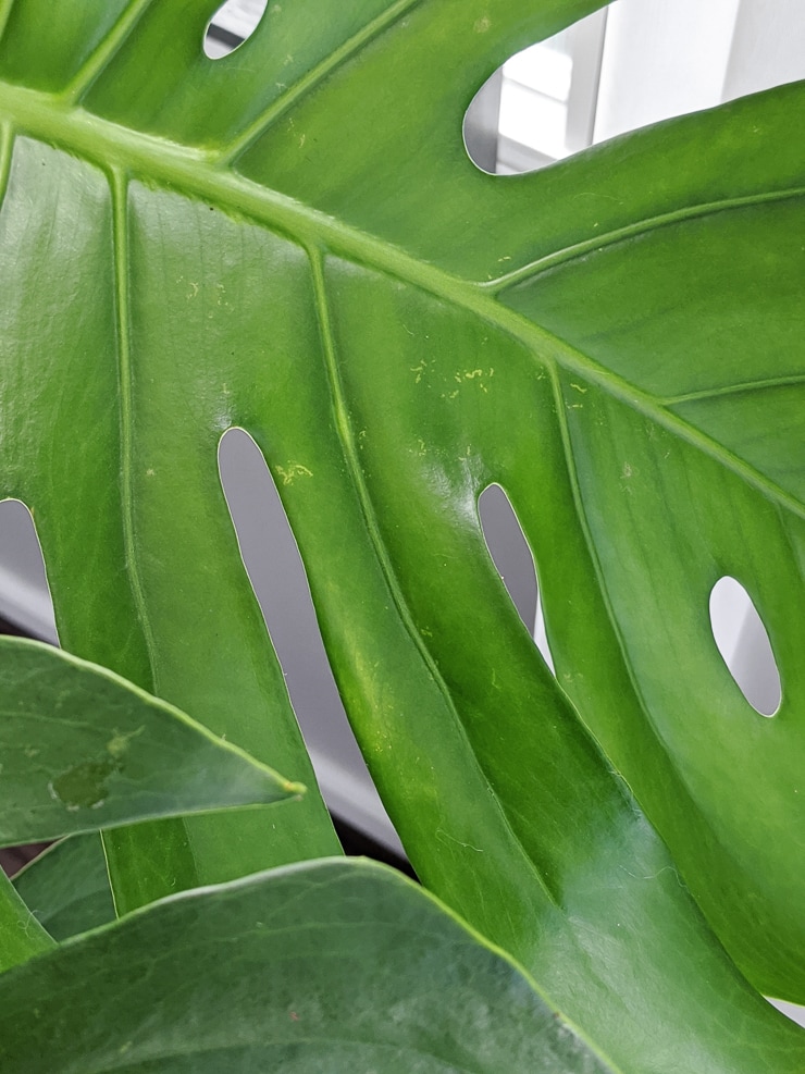 How to Treat Thrips on Monstera