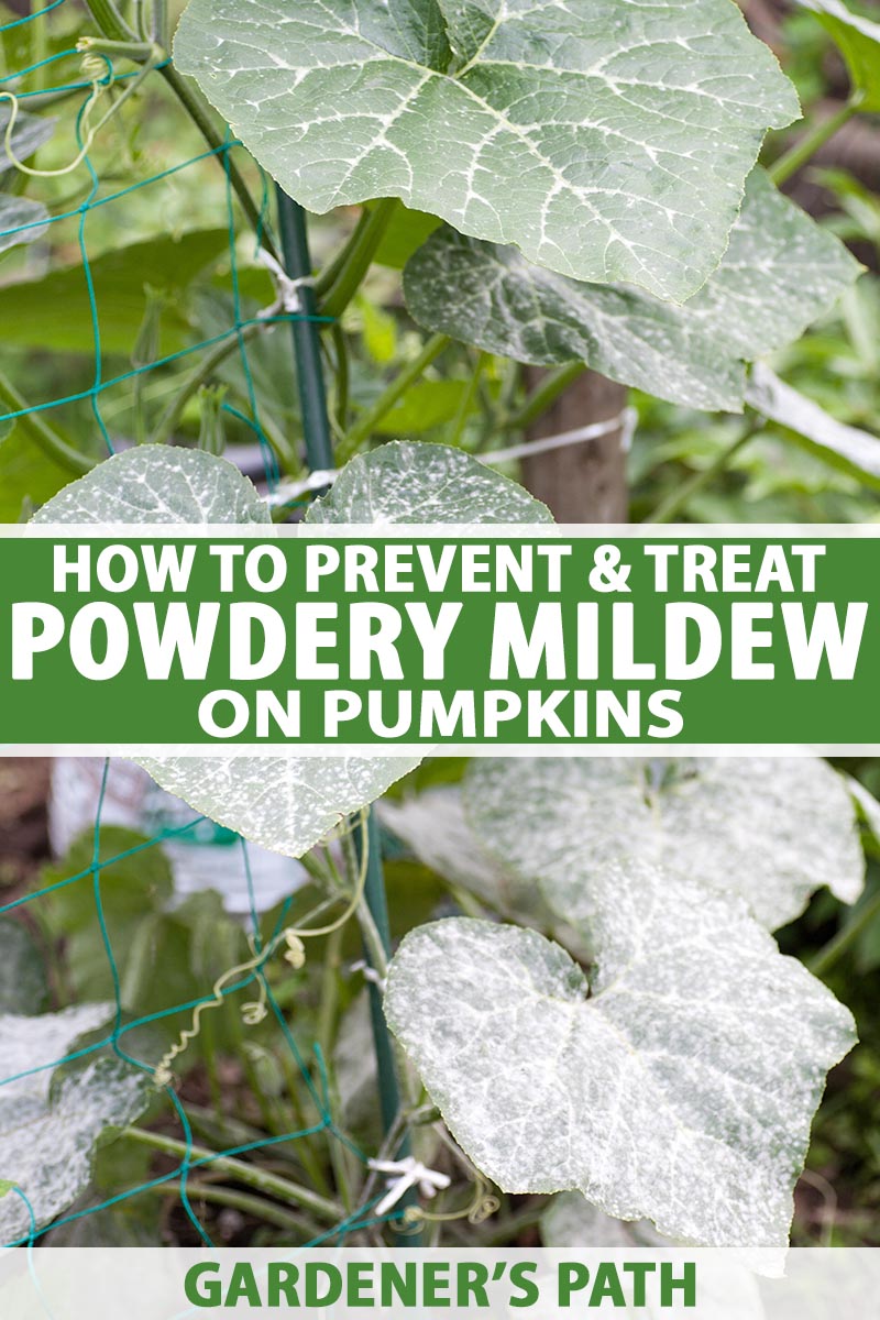 How to Treat White Spots on Pumpkin Leaves