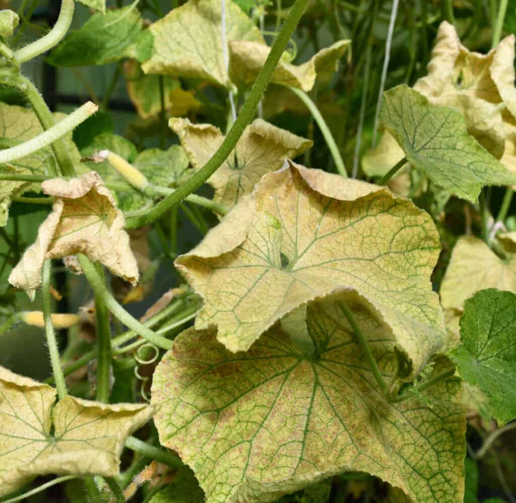 How to Treat Yellowing Cucumber Leaves